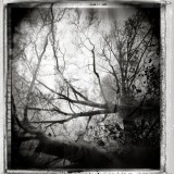 polaroid type 85 p/n holgaroid lauren kaplan