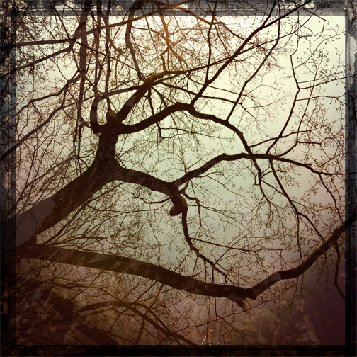 hipstamatic lauren kaplan iphone trees branches shadows