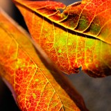 leaves series color lauren kaplan