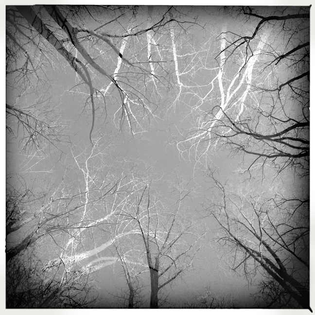 black and white trees positive negative hipstamatic iphone
