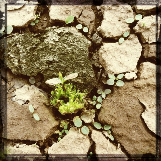 spring images lauren grass dirt ground