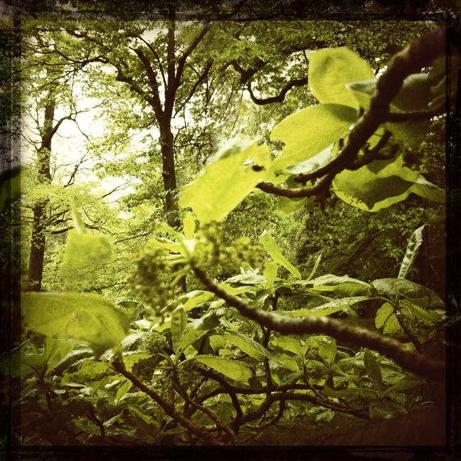 morris arboretum kaplan trees hipstamatic
