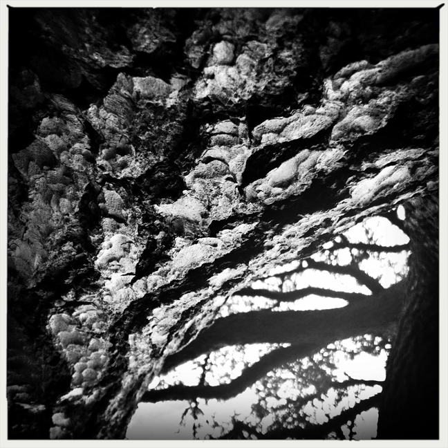 morris arboretum kaplan trees hipstamatic