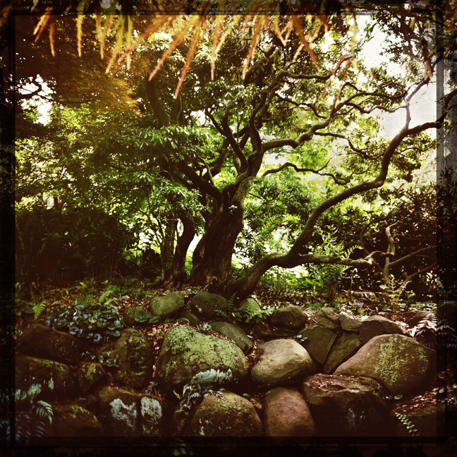 morris arboretum kaplan trees hipstamatic
