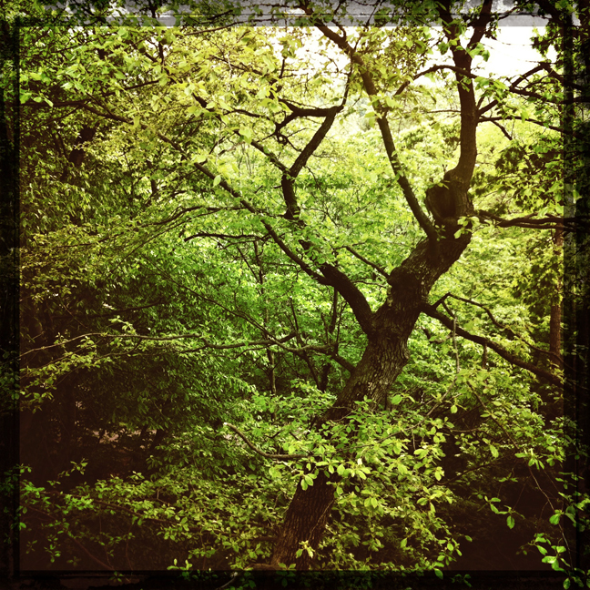 morris arboretum, trees, kaplan, green