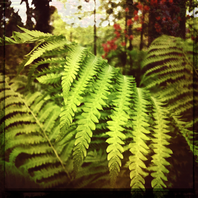 fern morris arboretum, trees, kaplan, green